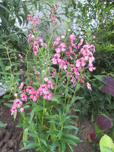 Angelonia Angelface Perfectly Pink - View 15 from www redcrocus com