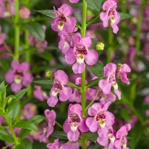 Angelonia Angelface Perfectly Pink - View 16 from www redcrocus com
