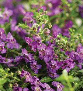 Angelonia Angelface Perfectly Pink - View 17 from www redcrocus com