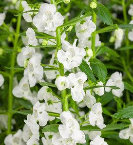 Angelonia Angelface Perfectly Pink - View 18 from www redcrocus com