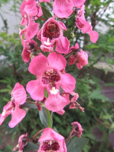 Angelonia Angelface Perfectly Pink - View 19 from www redcrocus com