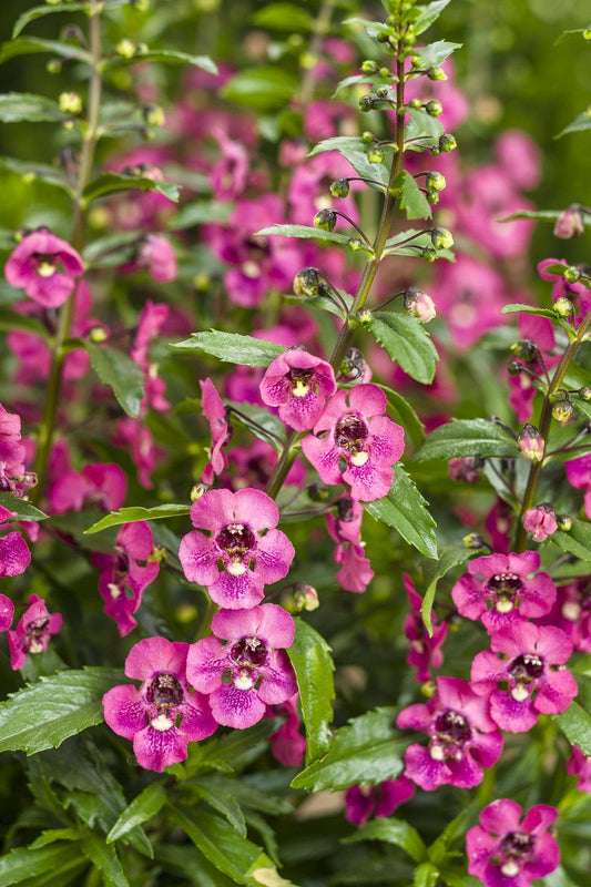 Angelonia Angelface Perfectly Pink - View 1 from www redcrocus com