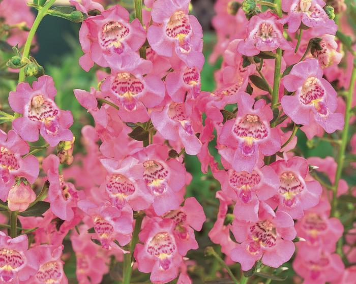 Angelonia Angelface Perfectly Pink - View 20 from www redcrocus com