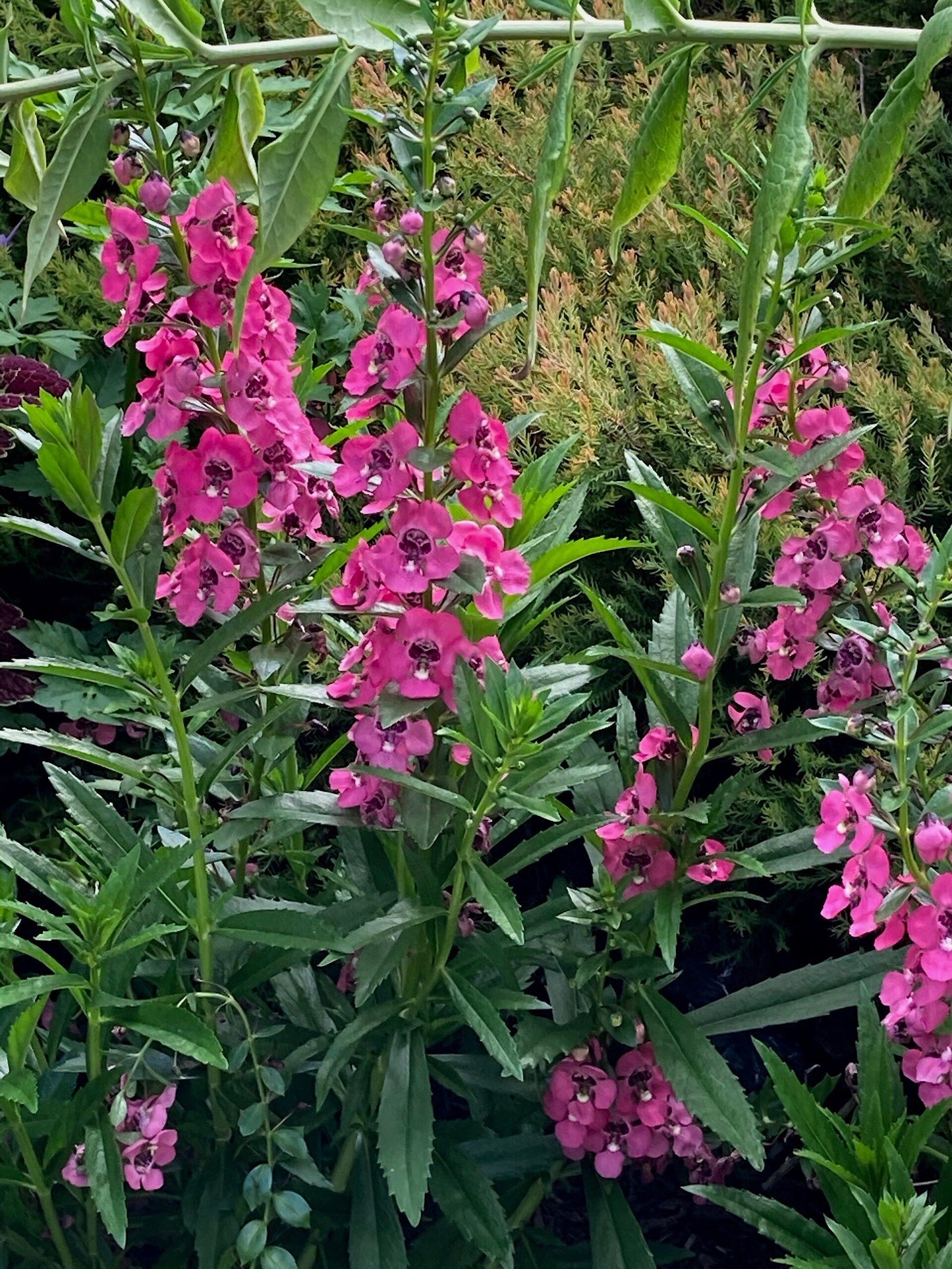 Angelonia Angelface Perfectly Pink - View 2 from www redcrocus com