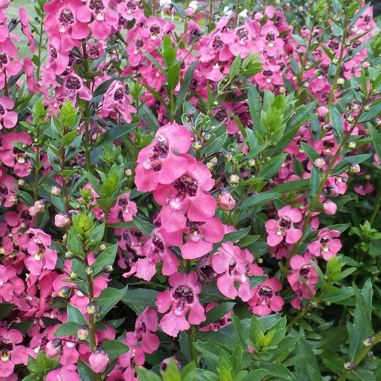 Angelonia Angelface Perfectly Pink - View 3 from www redcrocus com
