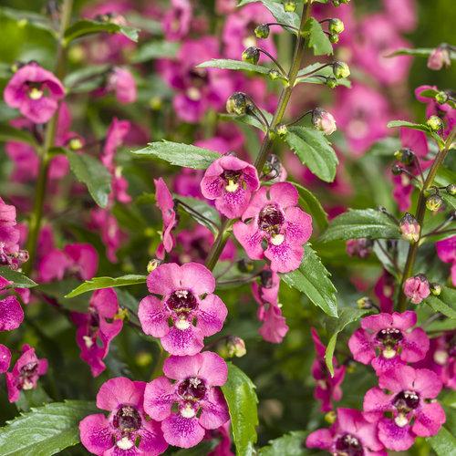Angelonia Angelface Perfectly Pink - View 4 from www redcrocus com