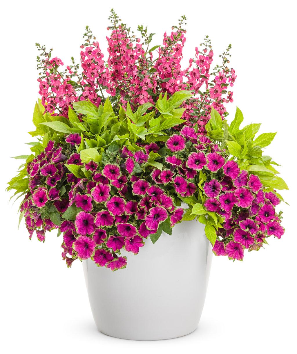 Angelonia Angelface Perfectly Pink - View 5 from www redcrocus com
