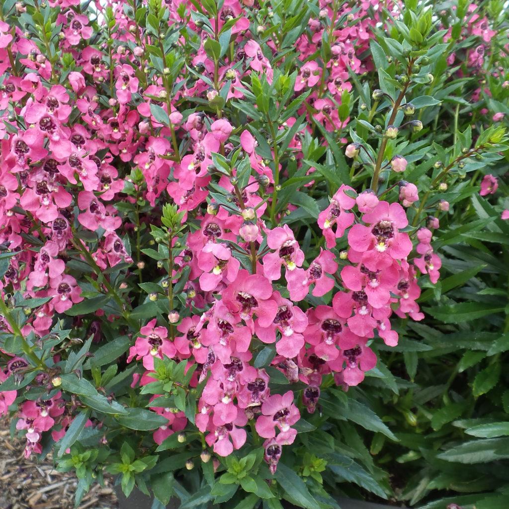 Angelonia Angelface Perfectly Pink - View 6 from www redcrocus com
