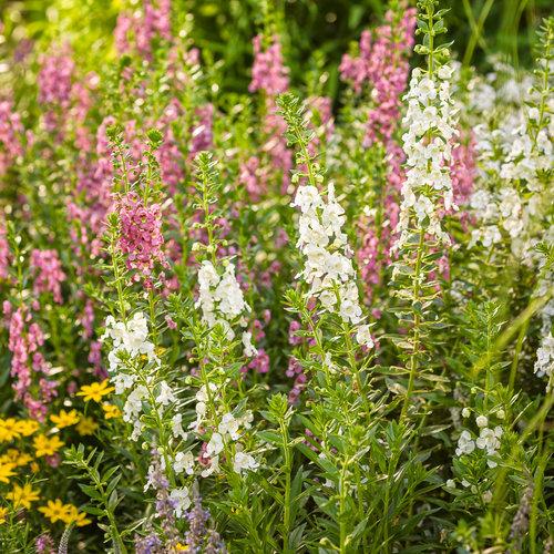 Angelonia Angelface Perfectly Pink - View 7 from www redcrocus com