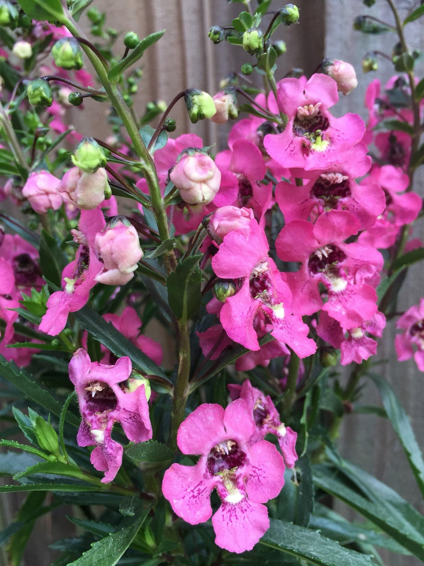 Angelonia Angelface Perfectly Pink - View 8 from www redcrocus com