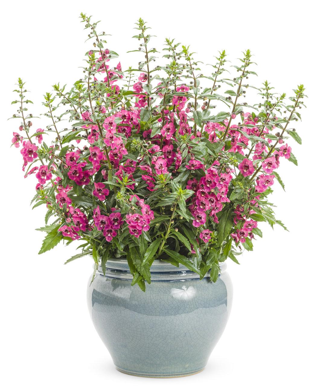 Angelonia Angelface Perfectly Pink - View 9 from www redcrocus com