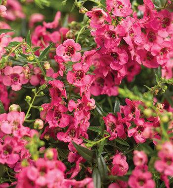 Angelonia Angelface Super Blue - View 10 from www redcrocus com