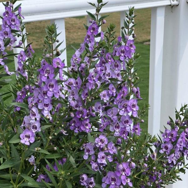 Angelonia Angelface Super Blue - View 12 from www redcrocus com