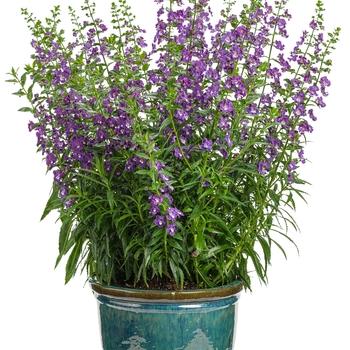 Angelonia Angelface Super Blue - View 13 from www redcrocus com