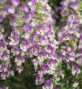 Angelonia Angelface Super Blue - View 15 from www redcrocus com