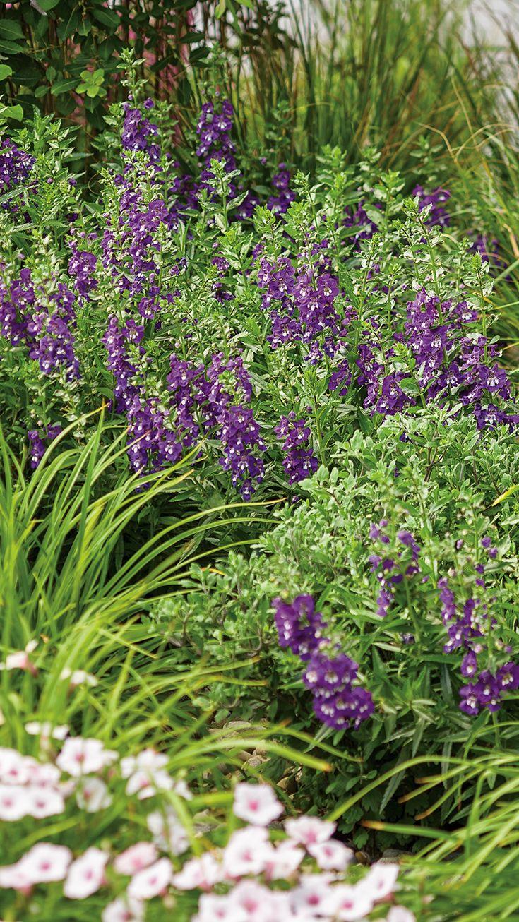 Angelonia Angelface Super Blue - View 16 from www redcrocus com