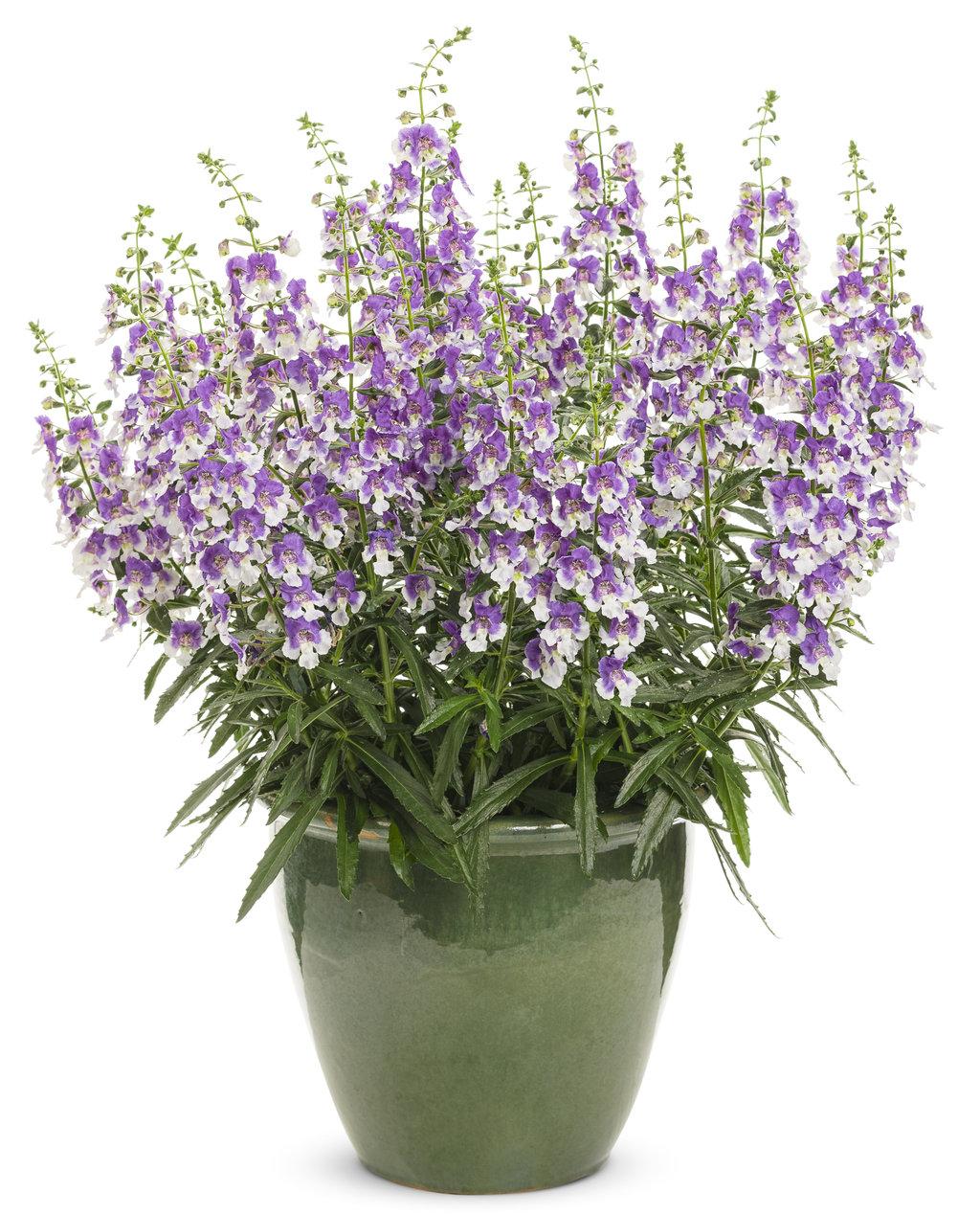 Angelonia Angelface Super Blue - View 17 from www redcrocus com