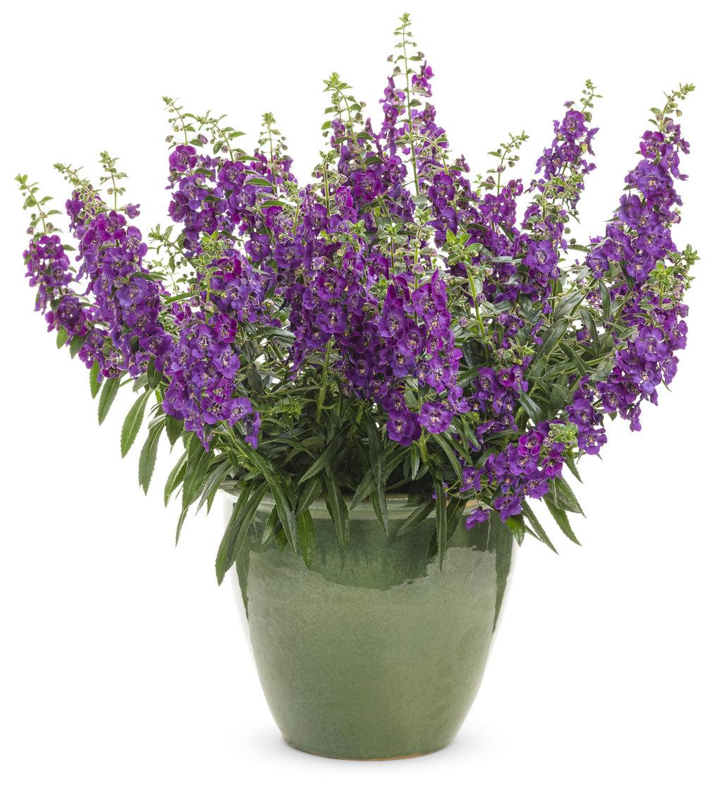Angelonia Angelface Super Blue - View 18 from www redcrocus com