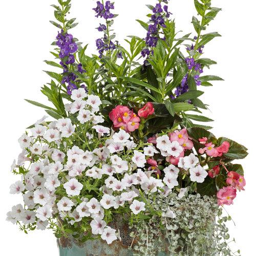 Angelonia Angelface Super Blue - View 19 from www redcrocus com