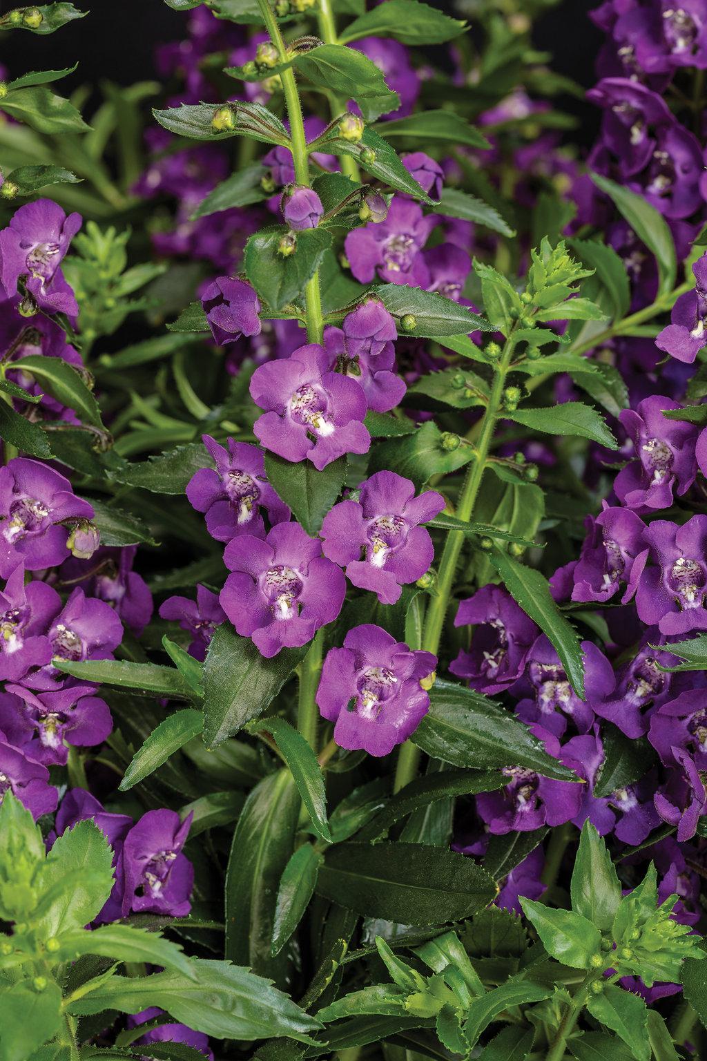 Angelonia Angelface Super Blue - View 1 from www redcrocus com