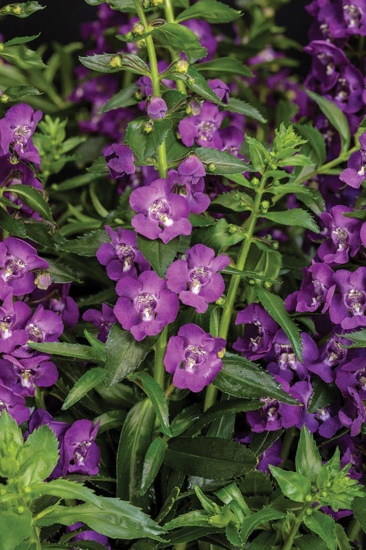 Angelonia Angelface Super Blue - View 1 from www redcrocus com