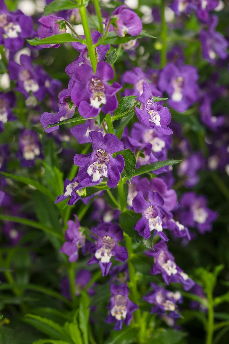 Angelonia Angelface Super Blue - View 2 from www redcrocus com
