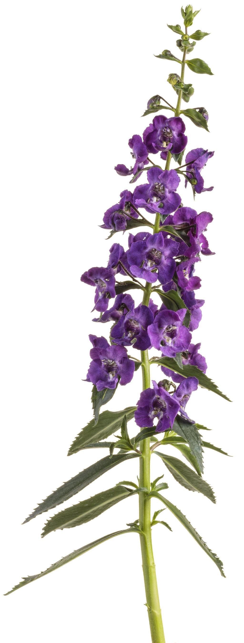 Angelonia Angelface Super Blue - View 3 from www redcrocus com