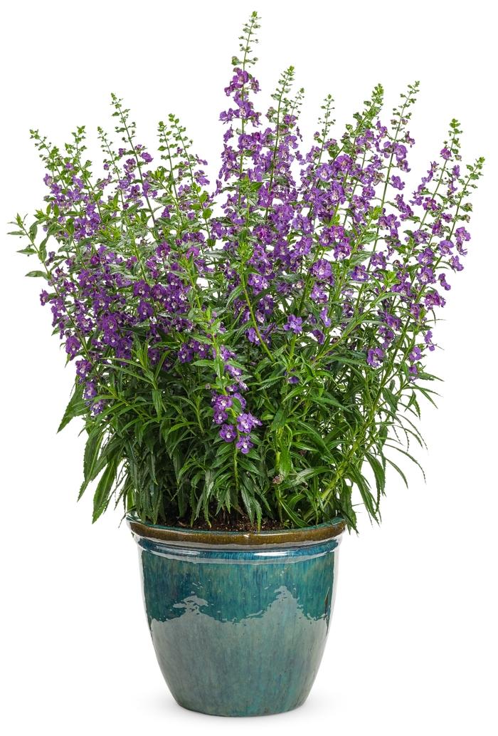 Angelonia Angelface Super Blue - View 4 from www redcrocus com