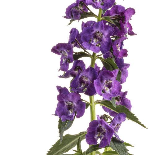 Angelonia Angelface Super Blue - View 5 from www redcrocus com
