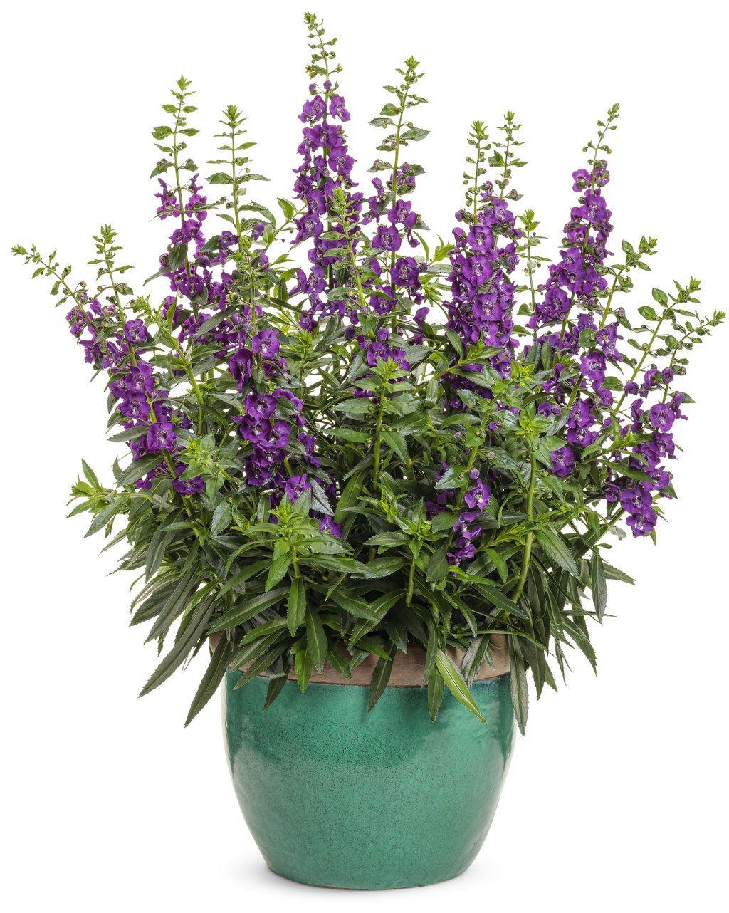 Angelonia Angelface Super Blue - View 6 from www redcrocus com