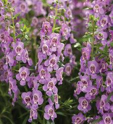 Angelonia Angelface Super Blue - View 7 from www redcrocus com