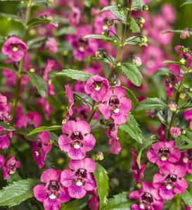 Angelonia Angelface Super Blue - View 8 from www redcrocus com