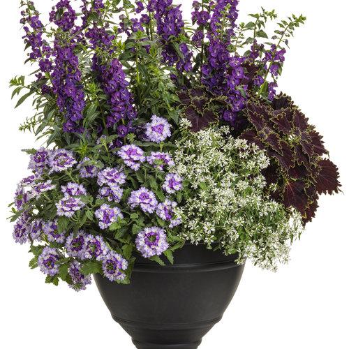 Angelonia Angelface Super Blue - View 9 from www redcrocus com
