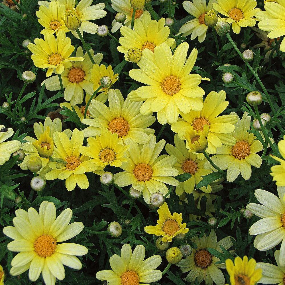 Argyranthemum White Butterfly - View 12 from www redcrocus com