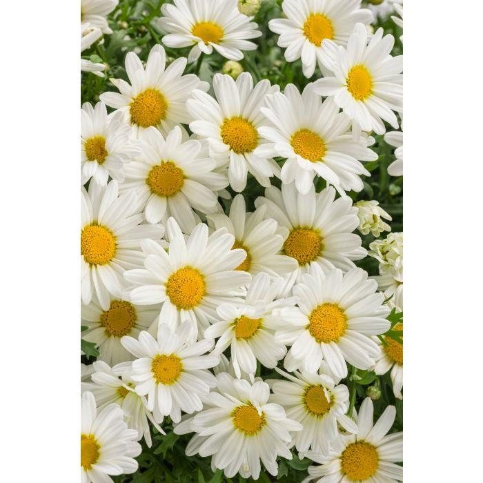 Argyranthemum White Butterfly - View 13 from www redcrocus com