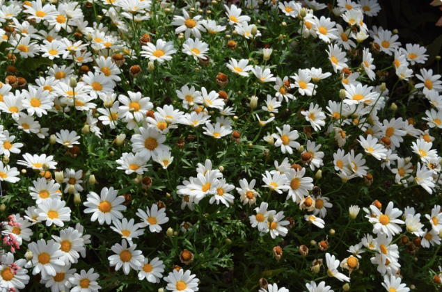 Argyranthemum White Butterfly - View 14 from www redcrocus com