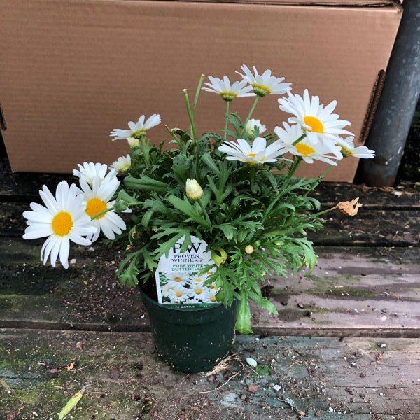 Argyranthemum White Butterfly - View 15 from www redcrocus com