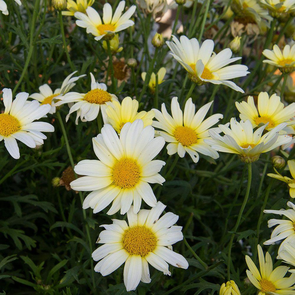 Argyranthemum White Butterfly - View 16 from www redcrocus com