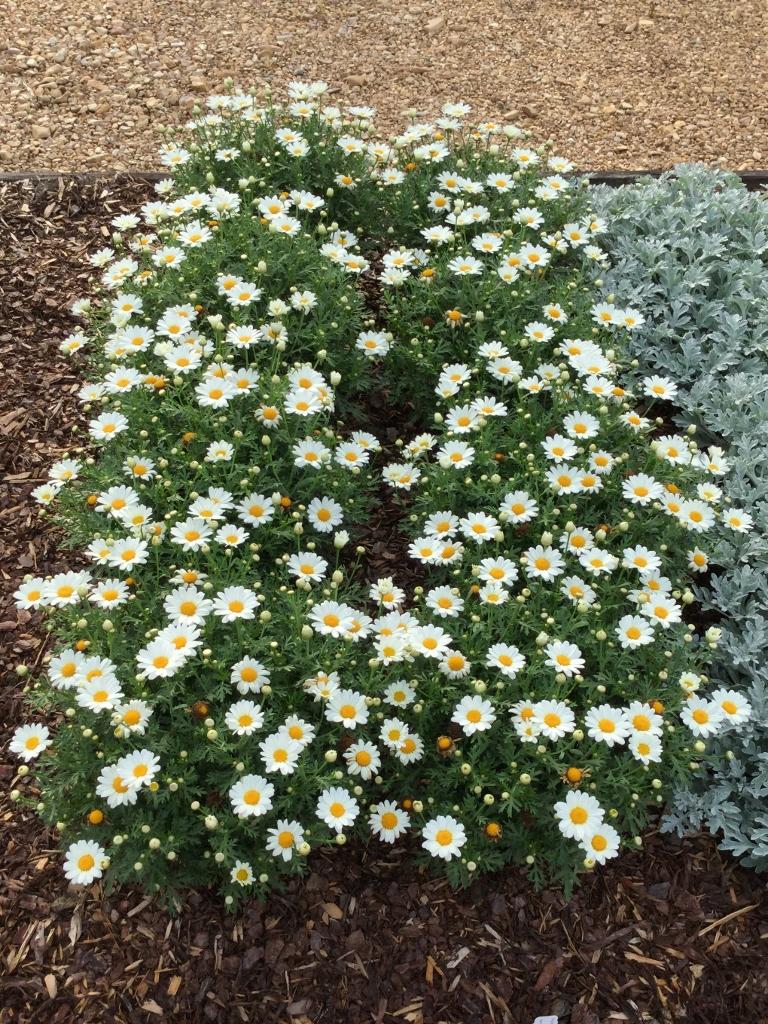 Argyranthemum White Butterfly - View 17 from www redcrocus com