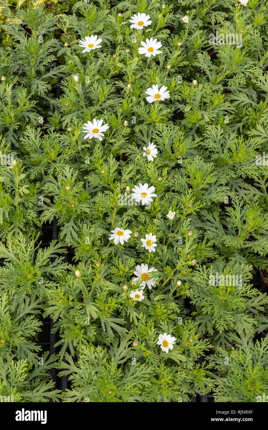 Argyranthemum White Butterfly - View 18 from www redcrocus com