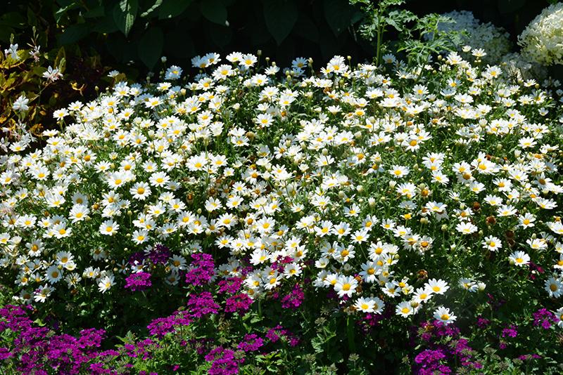 Argyranthemum White Butterfly - View 19 from www redcrocus com
