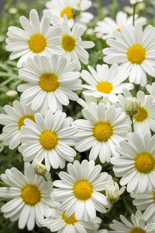 Argyranthemum White Butterfly - View 1 from www redcrocus com