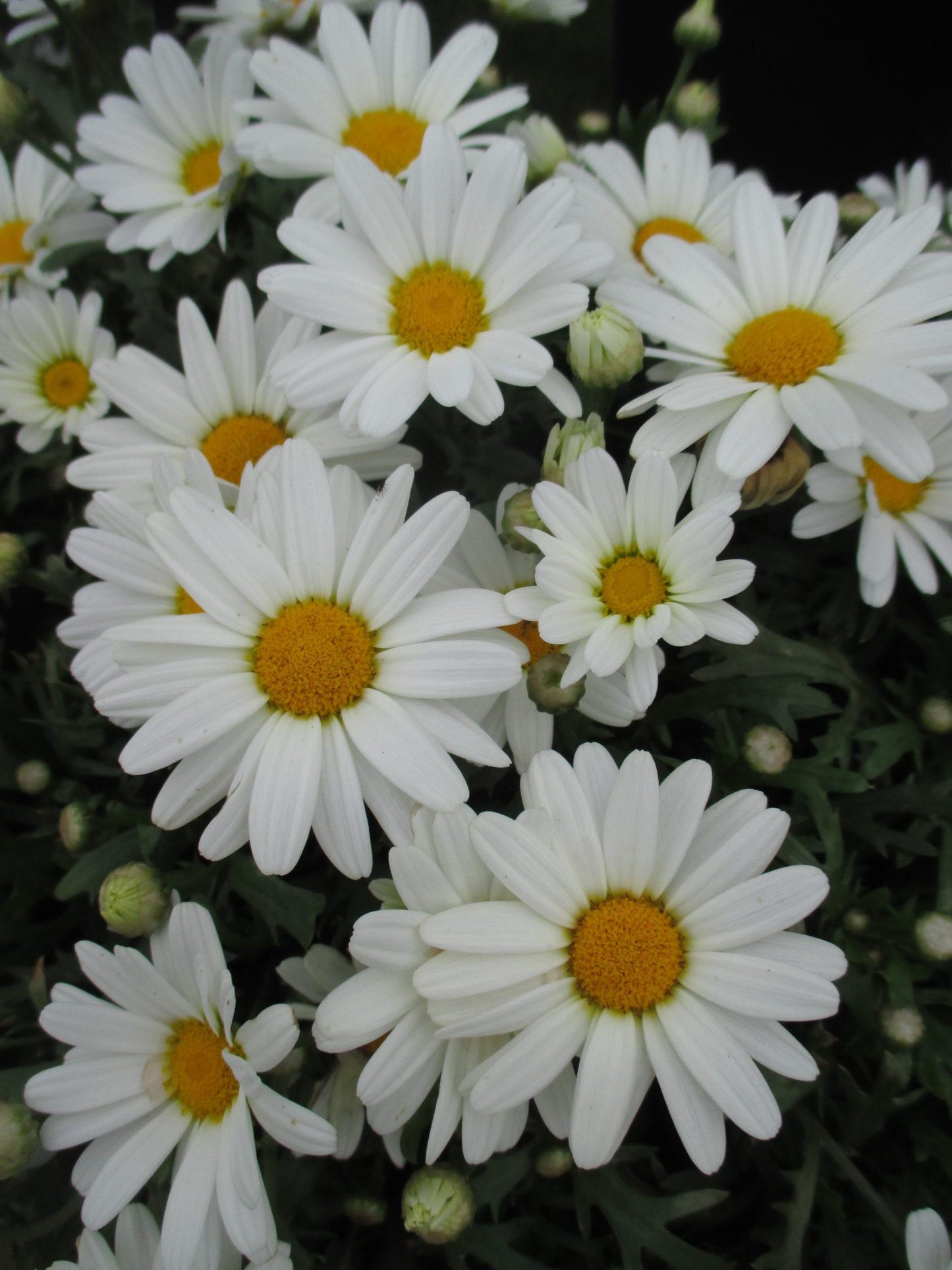 Argyranthemum White Butterfly - View 2 from www redcrocus com