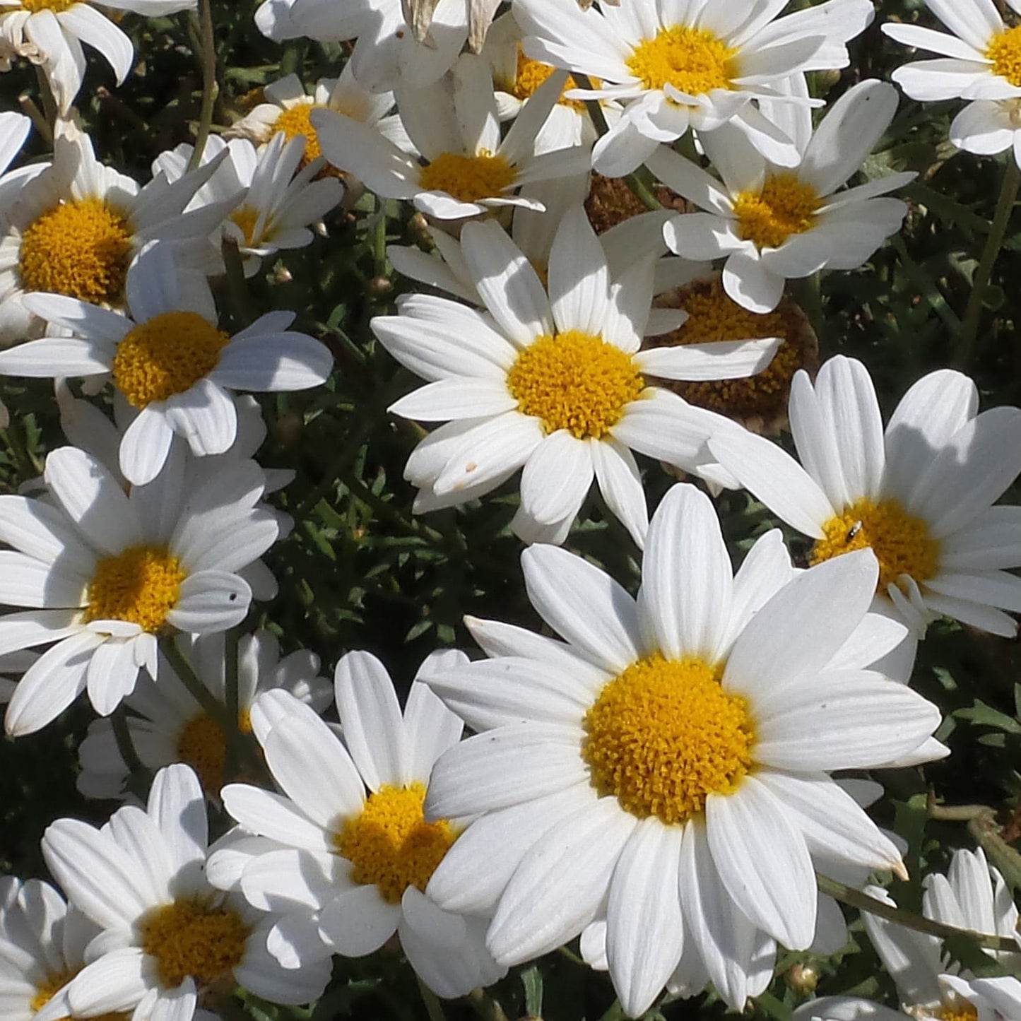 Argyranthemum White Butterfly - View 3 from www redcrocus com