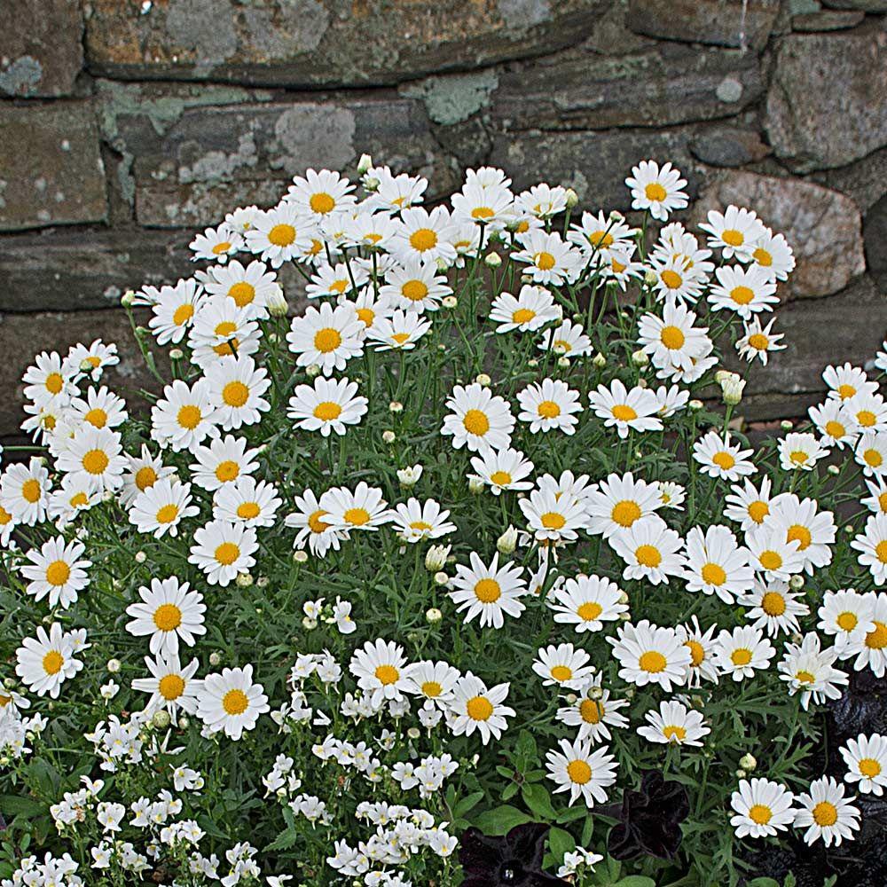 Argyranthemum White Butterfly - View 4 from www redcrocus com