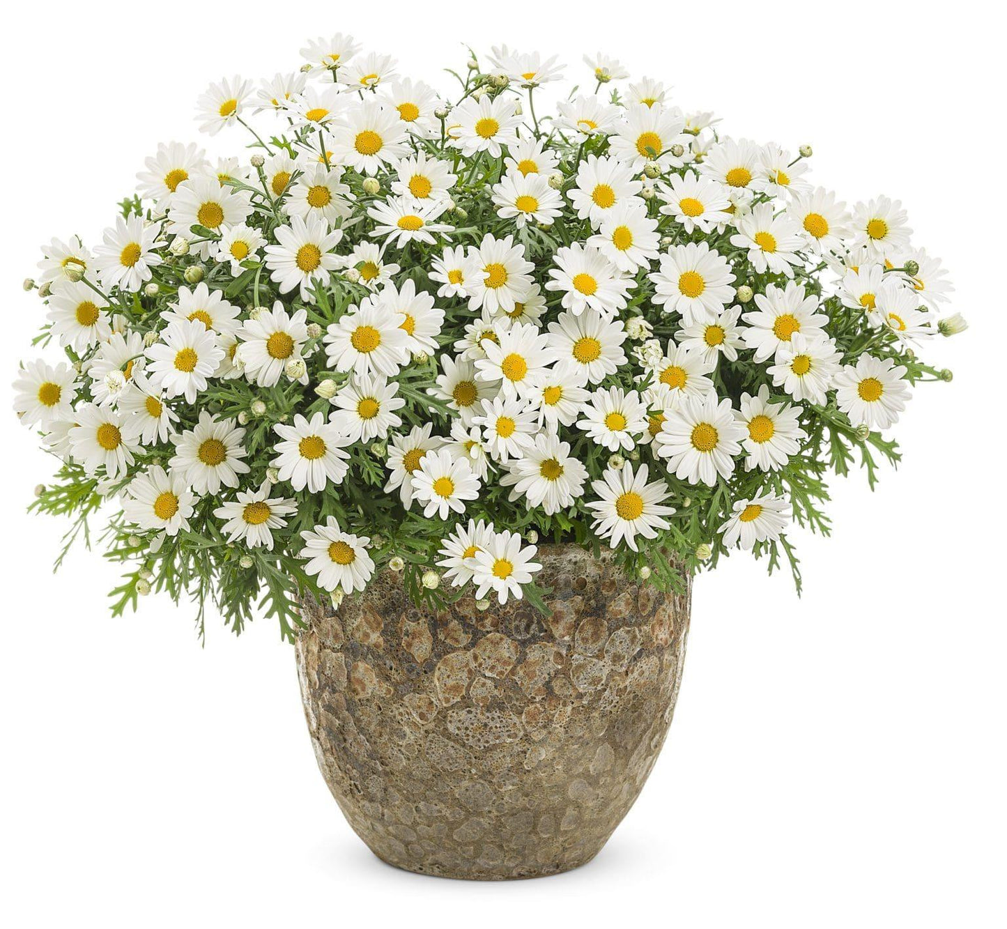 Argyranthemum White Butterfly - View 5 from www redcrocus com