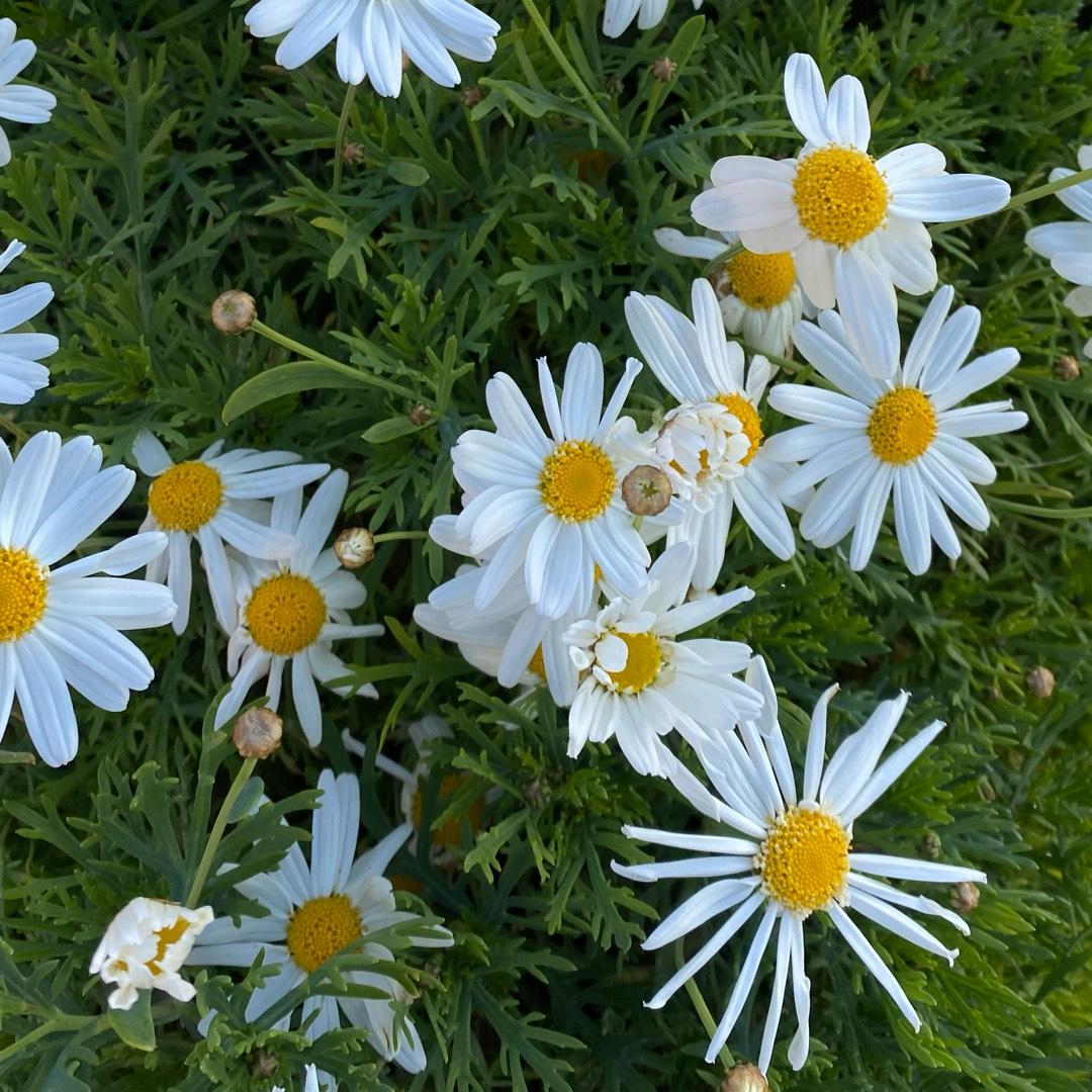 Argyranthemum White Butterfly - View 7 from www redcrocus com