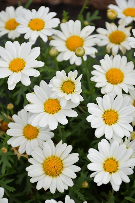 Argyranthemum White Butterfly - View 8 from www redcrocus com