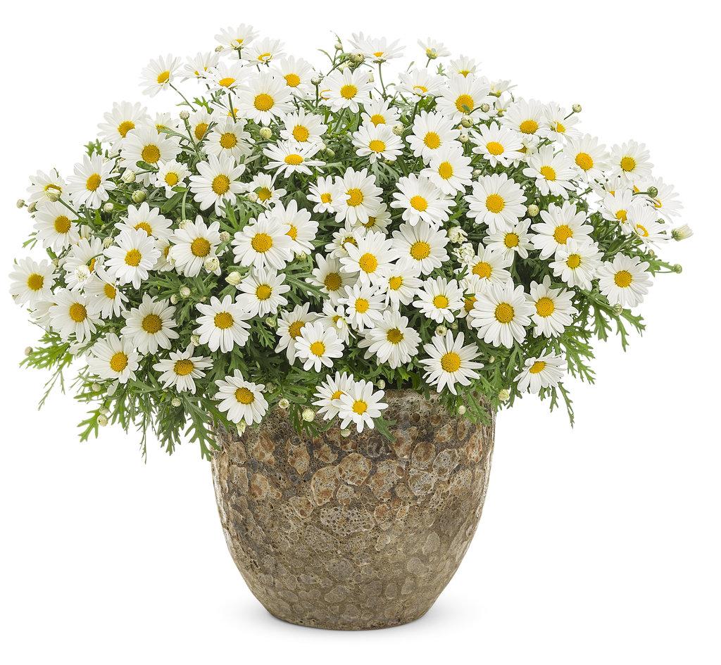 Argyranthemum White Butterfly - View 9 from www redcrocus com