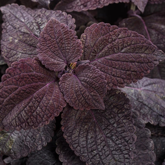 Coleus Colorblaze El Brighto - View 10 from www redcrocus com